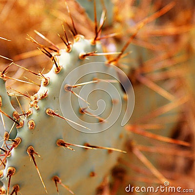 a close up of a cactus Stock Photo