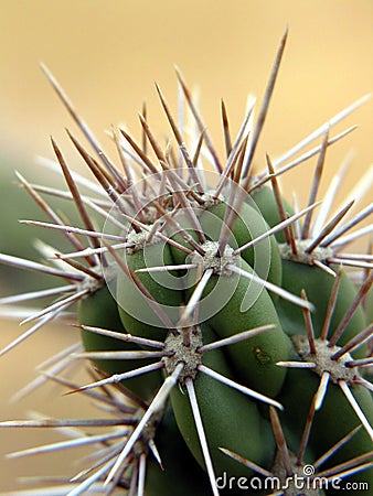 Close-up on a cactus. California. Stock Photo