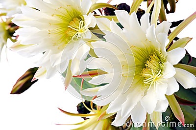 Close up of cactus flowers Stock Photo