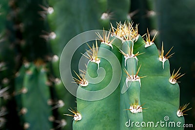 Close up of cactus with long thorns Stock Photo