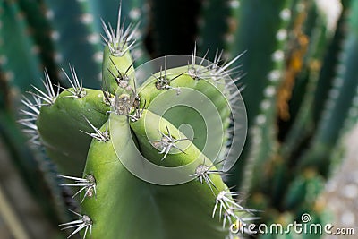 Close up of cactus with long thorns Stock Photo