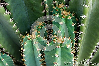 Close up of cactus with long thorns Stock Photo