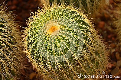 Close up of cactus, plant of desert Stock Photo