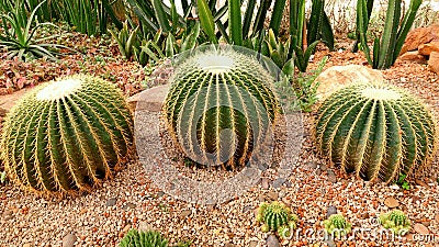 Close up of cactus plant Stock Photo