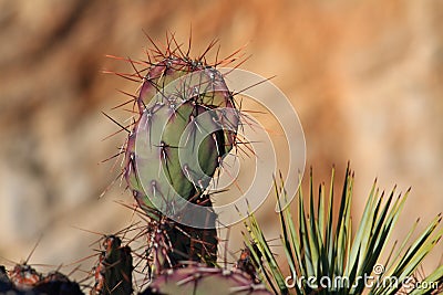 Close up of cactus spines Stock Photo