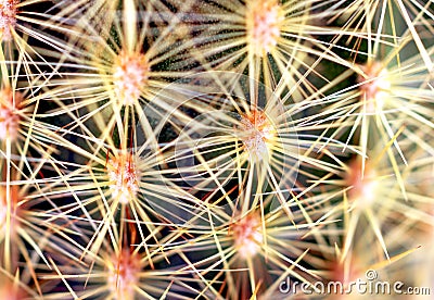 Close up cactus spines Stock Photo