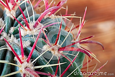 Closeup cactus stem with sharp spines, top view. Areoles green cactus with big red prickles. Stock Photo
