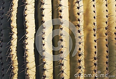 Close-up cactus. Textures style Stock Photo