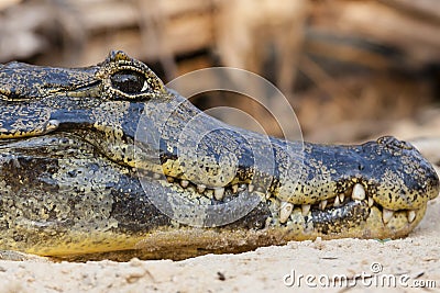 Close-up Caiman Head and Teeth on Sand with Bug Stock Photo