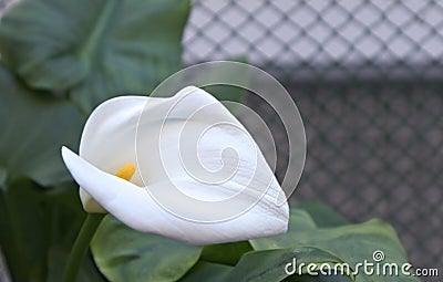 Close-up of a Cala flower in a garden Zantedeschia aethiopica Stock Photo