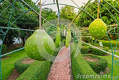 Close up of Calabash Lagenaria siceraria Stock Photo