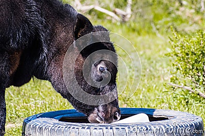 Close up of calf licking a block a salt Stock Photo