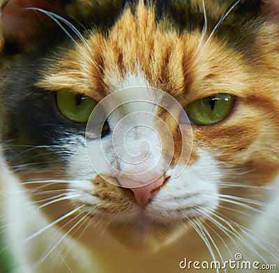 Close up of calico cat created using generative ai technology Stock Photo