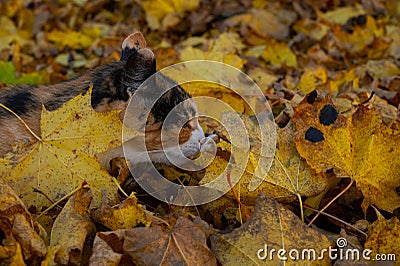 Close-up of a Calico cat in a pile of autumn fallen yellow maple leaves Stock Photo