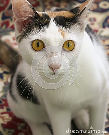 A Close Up of a Calico Cat Stock Photo