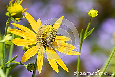 Close up of California Cone Flower Rudbeckia Californica blooming at Ulistac Natural area; Santa Clara, California Stock Photo