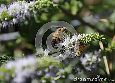 Close up of California Honey Bees Stock Photo