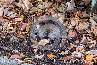 California mouse Peromyscus californicus Stock Photo