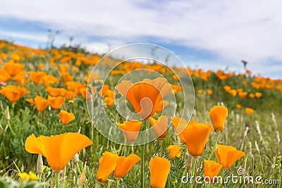 Close up of California Poppies Eschscholzia californica during peak blooming time, Antelope Valley California Poppy Reserve Stock Photo