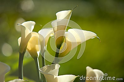 Close up Calla Lily with black background Stock Photo