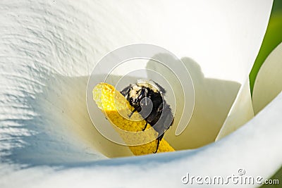 Close up of a Calla Lily with male western bumblebee Stock Photo