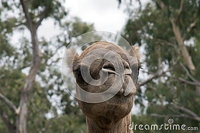 this is a close up of a camel Stock Photo