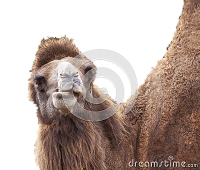 Close up of camel chewing isolated on white Stock Photo