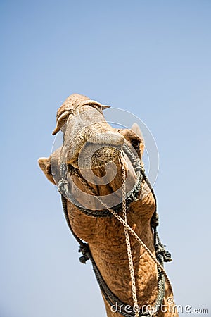 Close up a a camel in Rajasthan India, South Asia Stock Photo