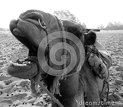 Close up of camel's face in B/W Stock Photo