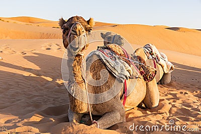 Close-up on Camel in Oman desert Stock Photo