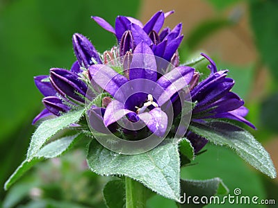 Close up of Campanula glomerata `Superba` flower. Blue garden flowers with green leaves. Stock Photo