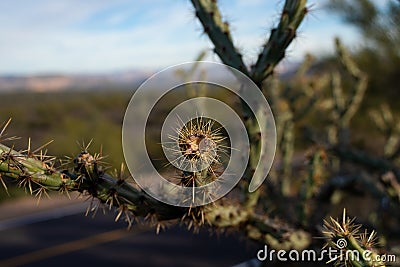 Close-up Cane Cholla with Desert Landscape Stock Photo