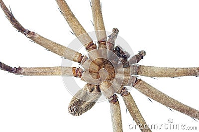 Close up of Cane spider Stock Photo