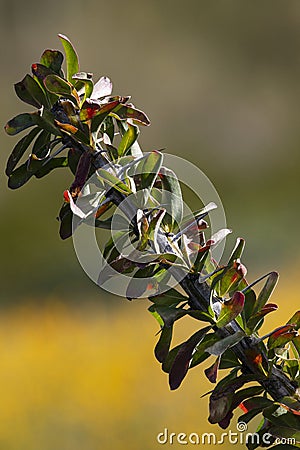 Close up of cane, thorns, and leaves of spring ocotillo Stock Photo