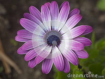 Close up of Cape Marguerite, Dimorphotheca ecklonis pink flower, single macro perfect flower Van Stadens river daisy Stock Photo