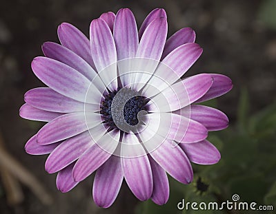 Close up of Cape Marguerite, Dimorphotheca ecklonis pink flower, single macro perfect flower Van Stadens river daisy Stock Photo