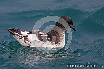 Portrait of Cape petrel, marine bird of New Zealand Stock Photo