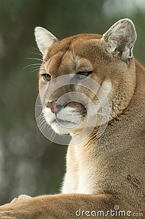 Close-up of captive cougar / puma / mountain lion Stock Photo