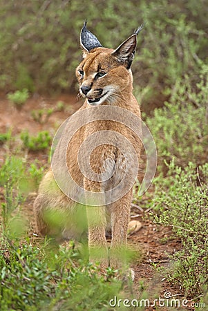 Close up Caracal Stock Photo