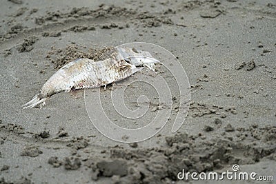 Close up the carcass fish on the sand beside the beach Stock Photo