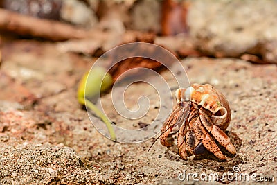 Caribbean Hermit Crab Stock Photo