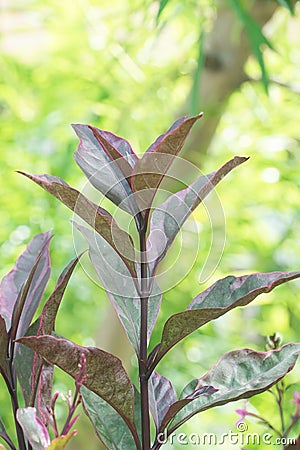 Caricature plant in nature garden Stock Photo