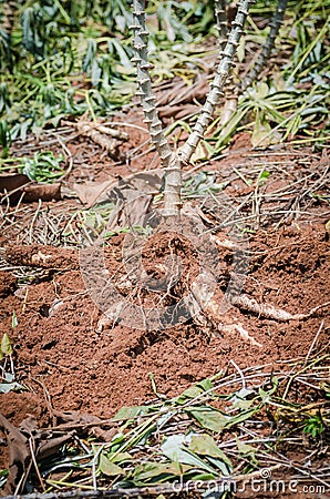 Close up cassava in farm with ground Stock Photo