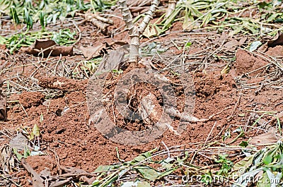 Close up cassava in farm with ground Stock Photo