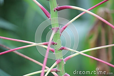 Close up of cassava stems and leaves Stock Photo