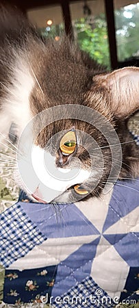 Close up of a cat with golden eyes Stock Photo