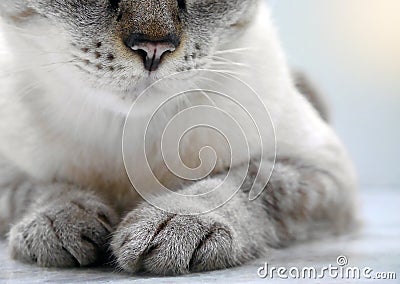 Close-up of cat lying on floor with only partial parts visible Stock Photo