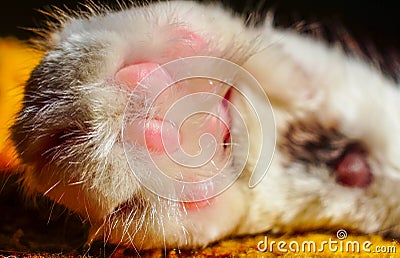 Close up cat`s paw. Cute white cat Stock Photo