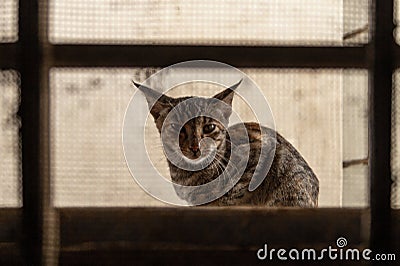 Close up of a Cat staring the camera Stock Photo