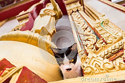 Close up cat in the temple.Phuket.Thailand Stock Photo